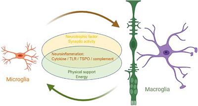 The Interaction Between Microglia and Macroglia in Glaucoma